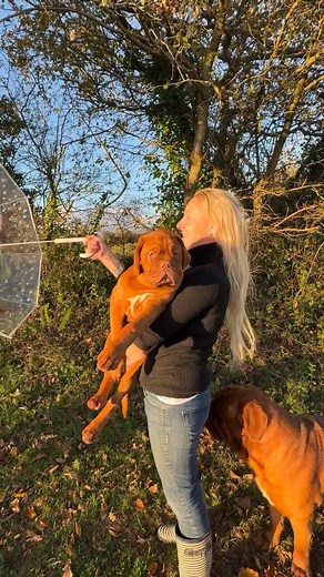 38K views · 1.1K reactions | Mes Rouges ❤️couleur Automne  Mes Rouges ❤️autumn color  #elevagededoguesdebordeauxlesmillediables #laplusgrossemeutederouge #doguedebordeaux #nature | Élevage de dogues de Bordeaux les mille diab/es | Facebook