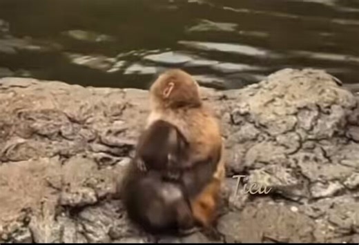 Punch seems to be stressed over something 😬 and he’s super jumpy. In contrast, Moe remained cool as a cucumber. 🥒I’m glad Punch has his gal-pal, 😍 Moe, to lean on! 🐒❤️‍🔥🌱#punch #ichikawazoo #punchi