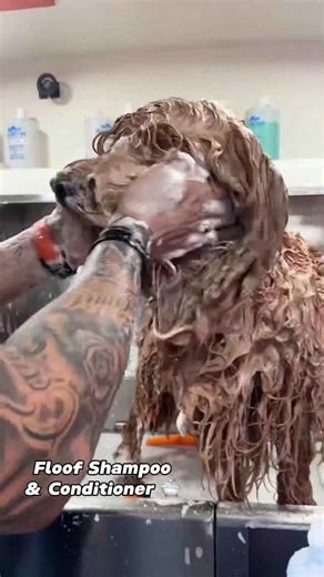 My fluffy dog got caught in the rain 😞 @floofbybrodie #goldendoodle #doggrooming #tutorial