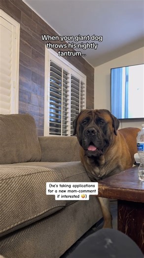 My GIANT dog's nightly tantrum #dog #mastiff #puppy #doglovers #funnydogs #puppies #dogs #puppyvideo #dogs #mastiff | Bowser The Giant Mastiff