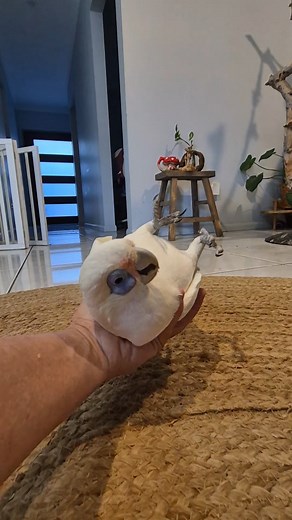 5K views · 446 reactions | Teaching a parrot tricks provides mental and physical stimulation, strengthens the bond between bird and owner, and can improve the parrot's overall well-being. Tricks can also be a fun way to keep a parrot entertained and engaged while also serving as a foundation for more complex training. #parrotlover #parrots #cockatoo #corella #parrottraining | Eddie's Flight Club | Facebook