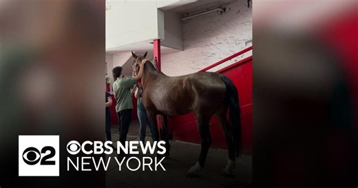 Necropsy reveals cause of death for NYC carriage horse who collapsed