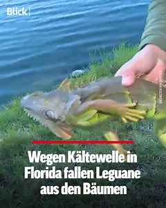 🇺🇸🦎 Aktuell zieht eine Kältewelle über Florida, mit Temperaturen um die sieben Grad Celsius. Zu kalt für Leguane – sie fallen stocksteif von den Palmen. Auch die Seekühe ziehen sich in wärmere Gewässer zurück. | Blick