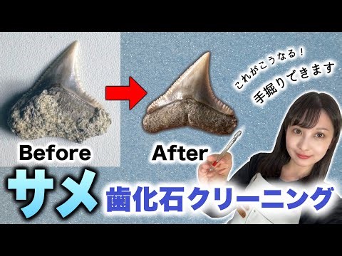 How to clean fossilized shark teeth! Cleaning a reef shark in Mizunami!