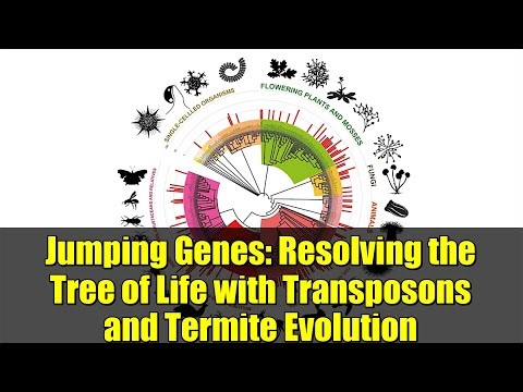 Jumping Genes: Resolving the Tree of Life with Transposons and Termite Evolution