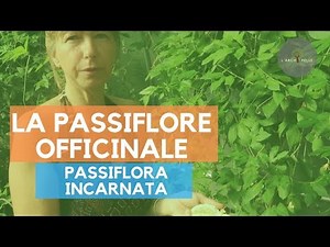 #108 Passionflower: You'll never see it the same way again