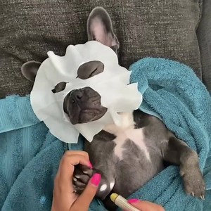 Are Your Dog's Paws Dry, Chapped, or Rough? If left untreated, dry paw pads can cause great discomfort, obsessive licking, loss of grip, injury, cracking and bleeding. Get Paw Soother to heal, moisturize, and nourish your dog's paws to be smooth and healthy again. | Natural Dog Company