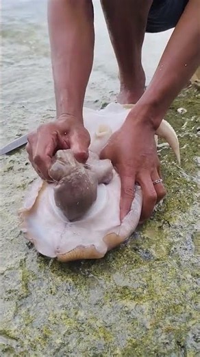 Finding an Octopus Inside a Cuttlefish! 🐙🦑