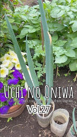 👨‍🌾【うちのおにわ Vol.27】今回は『再生栽培のネギ』を紹介します #庭 #家庭菜園 #ネギ