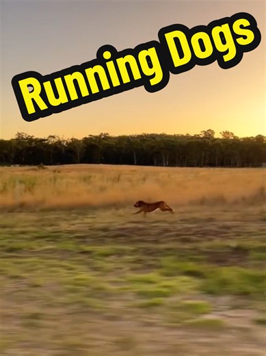Running Dogs #Dog #dogs #funnydogs #dogsoftiktok #fyp | dog
