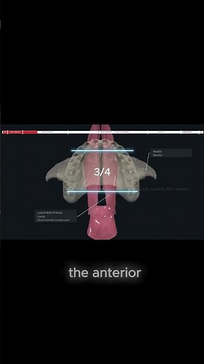 Palatine Process of Maxilla
