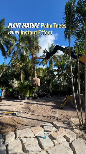 The Value of Planting Large Palm Trees on your property . . . . . #landscapedesign #palmtrees #landscaping | Matthew Giampietro Garden Design