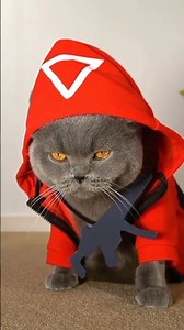 11. This Cat Deserves a Crown 👑 | Royal Kitty Vibes Only
