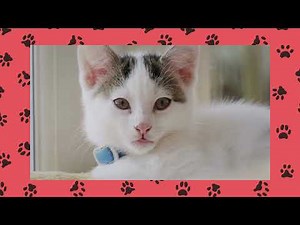 Common Injuries in Cats How to Treat Bite Wounds