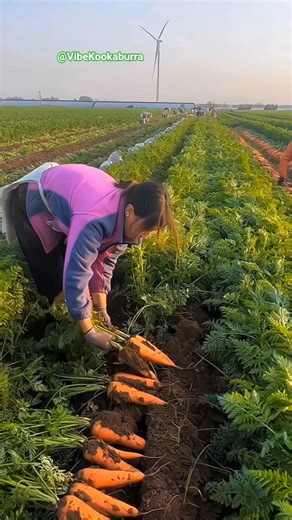 Satisfying Carrot Harvest in Australia! 🥕#shorts #farminglife #NatureVibes