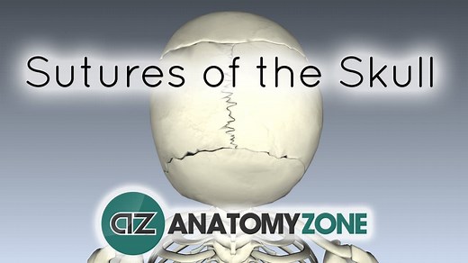 Sutures of the Skull - 3D Models, Video Tutorials & Notes | AnatomyZone