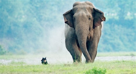 The Elephant and the Stray Dog: The True Story of Tarra and Bella’s Unbreakable Bond