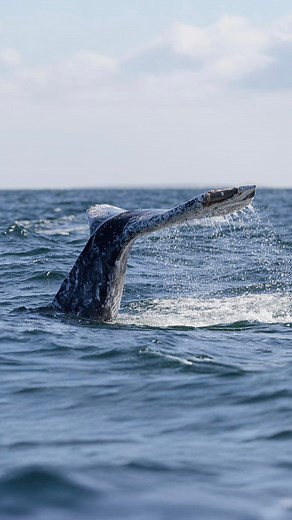 8.5K views · 189 reactions | TRADING | Usando Diferentes mercados financieros desde casi cualquier lugar  Con @capitalcom.latam /@capitalcom es muy fácil, rápido y tienes miles de diferentes mercados diferentes para que puedas invertir  #publicidad #capitalcom #capital#mercadosfinancieros #app #Trading #inversion #mercadofinanciero #Ballenas #Bajacaliforniasur | Alpha Expeditions | Facebook