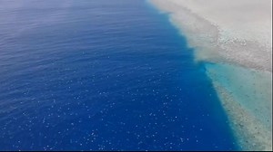 4.1K views · 34 reactions | ##CaptainsCapture 【 60,000 Green Turtles...