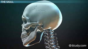 Osteology Definition & Bone Types - Video | Study.com