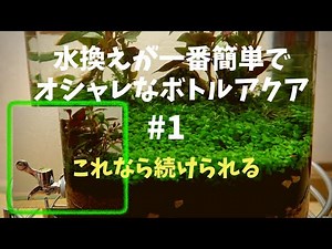 【初心者ボトルアクアリウム】ドリンクサーバーで水換え簡単水槽 #1