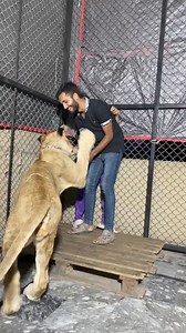 5.4K views · 79 reactions | Episode_472__First_Encounter__Kid_and_Tiger_Meet_ #reelsvideoシ #foryoupageシ #viralpost2024uman_hassan_tiger__an_hassan_tiger__ | Tiger power | Facebook