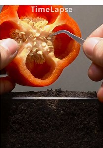 Plant Growth Timelapse: Watch Nature in Fast Forward 🌱