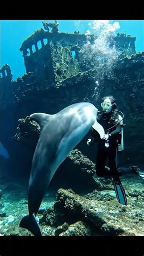 Dolphin Saves Lost Diver - What Happens Next Will Shock You! 🐬😱