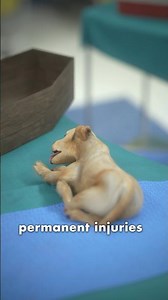 Doggy Daycare Gone Wrong 😳