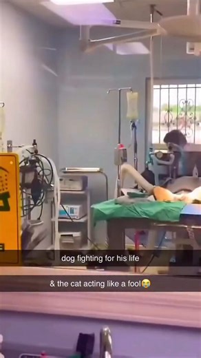 RT @catsareblessing: First day as a vet 🏥