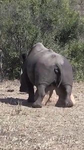 427K views · 1.9K reactions | Animals HD on Reels | Facebook