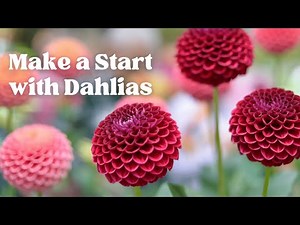 From tubers to blooms: How to start growing dahlias