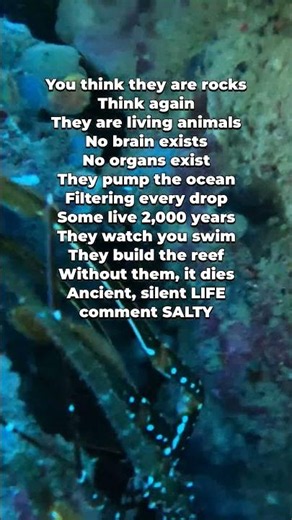 Sea Sponges - The Living Rocks Without a Brain