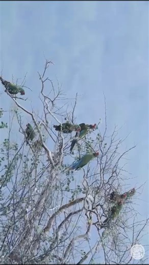 ⭕ Save Help and Protect Endangered Parrots... 🔴 The military macaw (Ara militaris) is also known as the Green Macaw, Blue-Green Macaw, or Grand Military Macaw. However, be cautious as it is closely related to the Great Green Macaw (Ara ambiguus), which is sometimes confused and is also known by other names like Buffon's Macaw and the Great Military Macaw The military macaw is a medium- to large-sized macaw, named after its green and red plumage vaguely resembling a military uniform. It is nativ