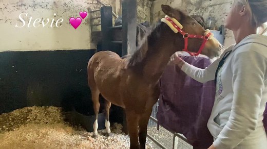Stevie the blind foal 💕💔 Stevie’s story has touched so many hearts. We also had people blaming us that she was leaving her mum. We would love nothing more than to see Stevie with her mum forever, but humans strike again 😡😡 Stevie arrived yesterday to the MLHR farm. Our hearts have been totally broken over her since we found out about her story. There was no option for us to have Stevie left with her mum, not for even a few more months. This is Ireland, people breeding horses every day, some 