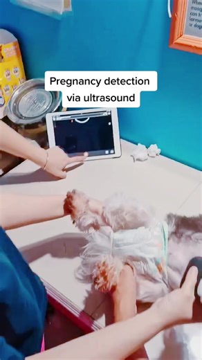 Wireless Ultrasound At Dog Central Veterinary Clinic