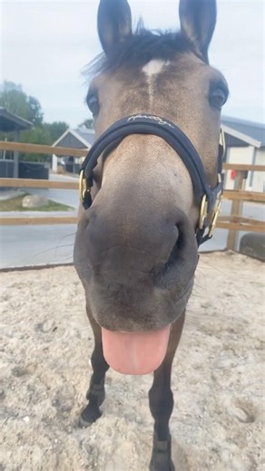 How To Check If Your Horse Is A Dog #goodtoknow #vet #medicine #funfact #lifehacks #diagnosis #hack