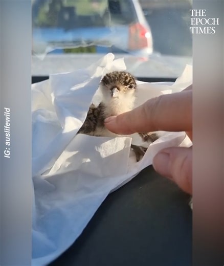 The way the mother plover was looking at the rescuer... Her eyes said it all. 🥰 Credit: @auslifewild - https://www.instagram.com/her_ausventure | Bright