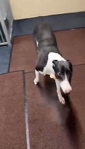 Beautiful non racer Dancer. ( sister is also looking for a new home - Dasher ) Please say hello and give a warm welcome to the lovely female greyhound Dancer. She has the most unusual markings, which really stand out.. Both girls, are very lucky to be rescued. The owner had passed away and had four greyhounds that needed out asap. Norfolk Greyhound Rescue have agreed to take these lovely girls ( sisters ) Via Sarah in Ireland., who is a total angel to these girls, and so many other sighthounds. 