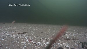 23K views · 136 reactions | We have three species of dragonet in the UK the Common, Reticulated & Spotted although the latter two are fairly scarce. | Jack Perks Wildlife Media | Facebook