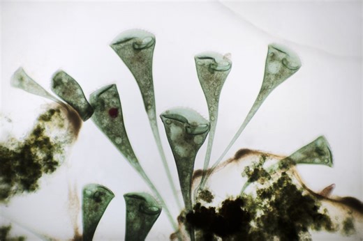 A new clue to how multicellular life may have evolved