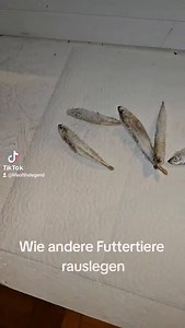 #enclosure #terraristik #tigerpython #burmesepython #reptilekeeper #amazing #terrariumbau #reptilesoftiktok #tiktok #tiktokgermany #python #snake #tooltime #work #exoticpets #wow #terrarium #viral #viraltiktok #foryou #4u #schlange #kiss #love #foryoupage #passion #exotic #fy #fypシ #fypageシ | Fabians Reptilienraum