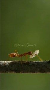 These Ants Use Their Babies to Build a Nest!