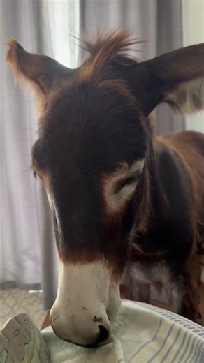 Tired Donkey Nodding Off To Snoring Sleep || ViralHog