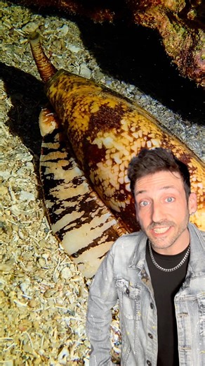 The most venomous snail in the world 👀 #conesnail | Odd Danny