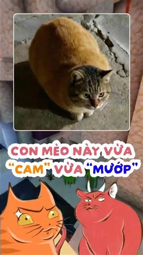 Sao con Mèo này vừa Cam vừa Mướp ??! #threads #topcomment #funny #memes #mèo #pets