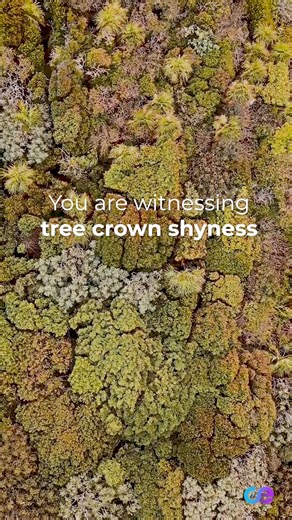 35K views · 281 reactions | Trees organize themselves via...