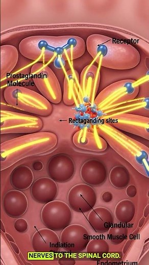 Inside Your Body During Menstrual Cramps – Uterus, Hormones & Pain Explained