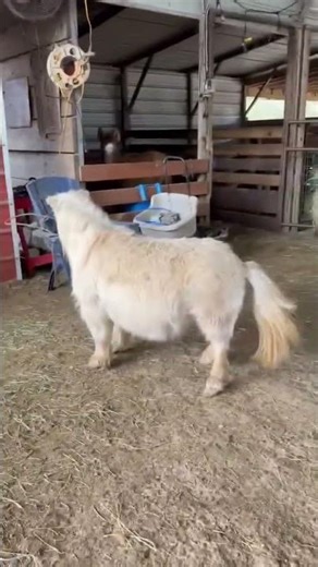 Miniature Horse is the Drama || ViralHog