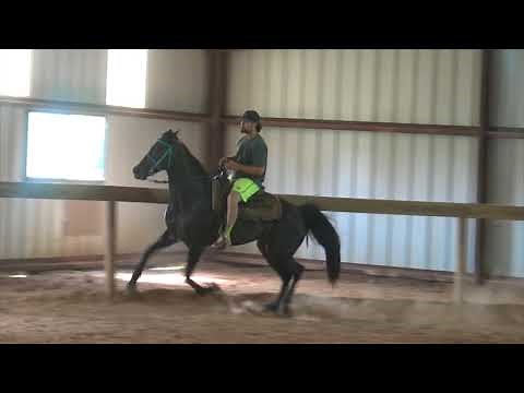 Standardbred Racking Mare FOR SALE